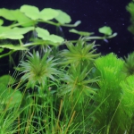 植栽から23日目（トリミングから10日目）　アナカリス